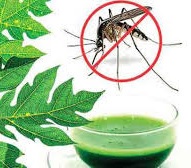 Ayurvedic Treatment of  Dengue
