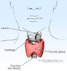 thyroid remedies